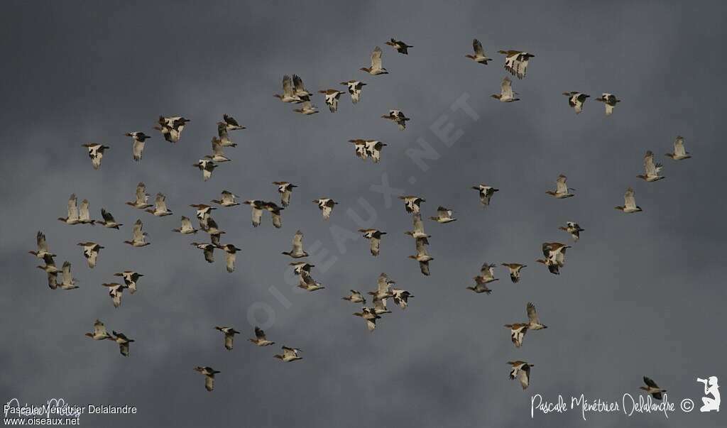 Little Bustard, Flight, Behaviour