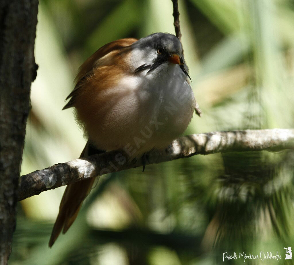 Bearded Reedling