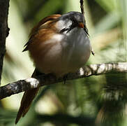 Bearded Reedling