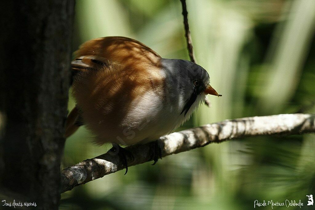 Bearded Reedling