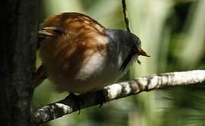 Bearded Reedling