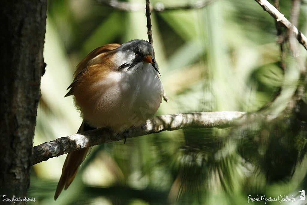 Bearded Reedling