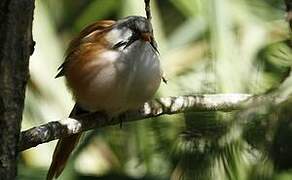 Bearded Reedling