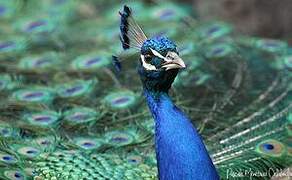 Indian Peafowl