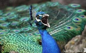 Indian Peafowl