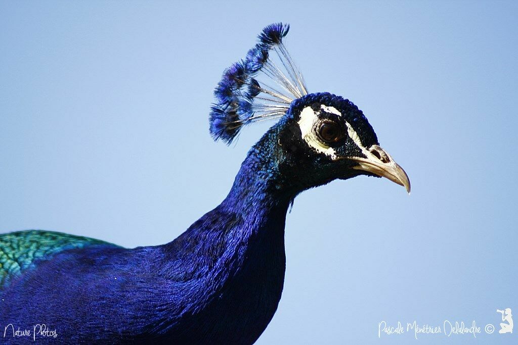 Indian Peafowl