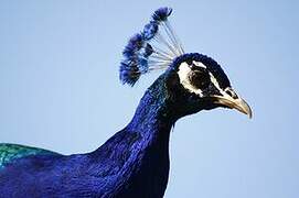 Indian Peafowl