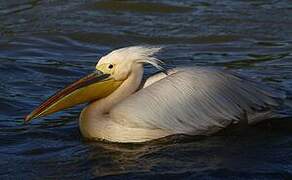 Great White Pelican