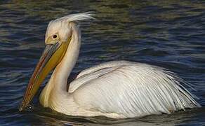 Great White Pelican