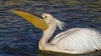 Great White Pelican