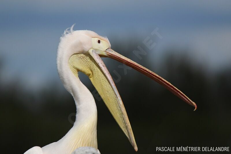 Great White Pelican