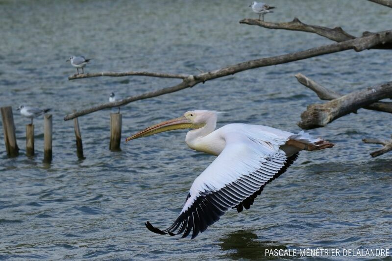 Great White Pelican