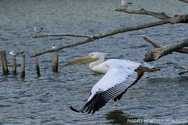 Great White Pelican