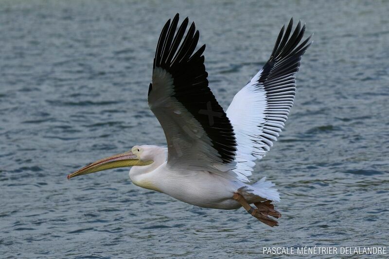 Great White Pelican