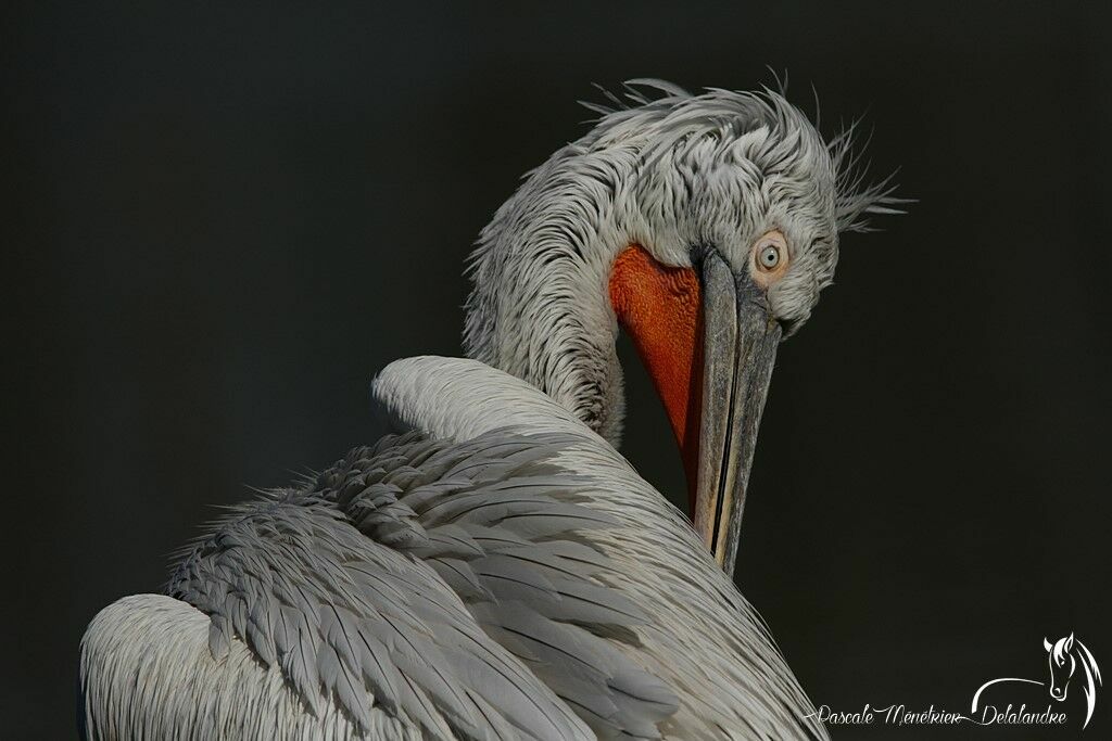 Dalmatian Pelican