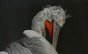 Dalmatian Pelican