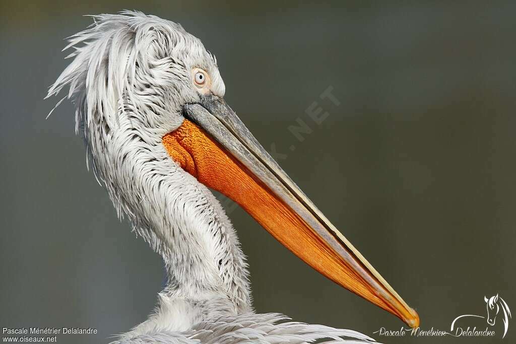 Dalmatian Pelicanadult, close-up portrait