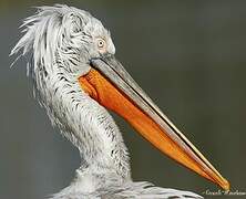 Dalmatian Pelican