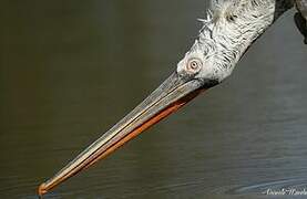 Dalmatian Pelican