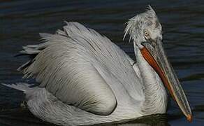 Dalmatian Pelican