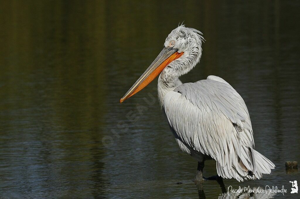 Dalmatian Pelican