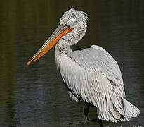 Dalmatian Pelican