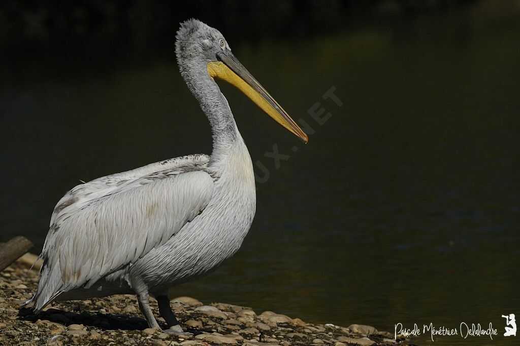 Dalmatian Pelican