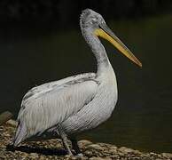 Dalmatian Pelican