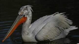 Dalmatian Pelican