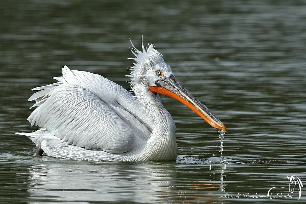 Dalmatian Pelican