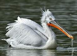 Dalmatian Pelican