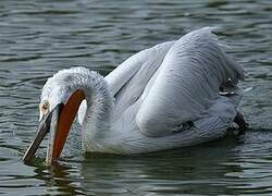 Dalmatian Pelican