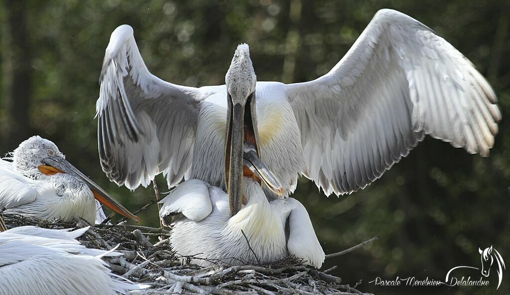 Dalmatian Pelican 