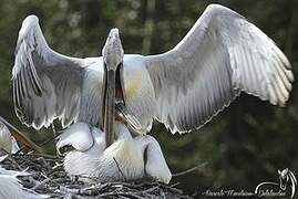 Dalmatian Pelican