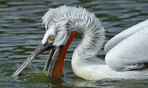 Dalmatian Pelican