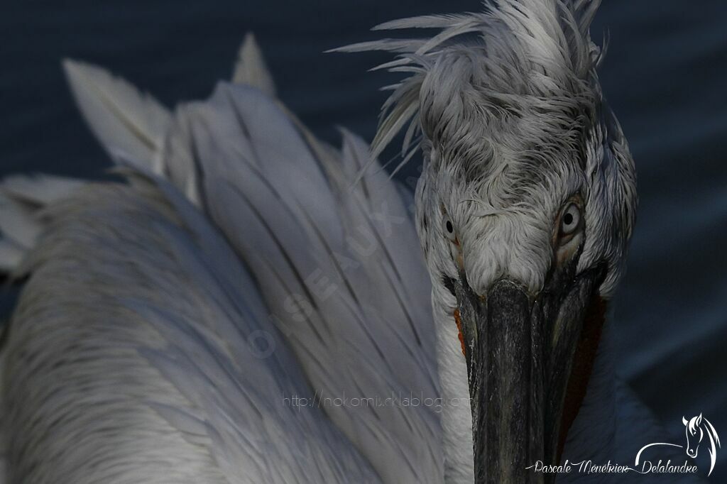 Dalmatian Pelican