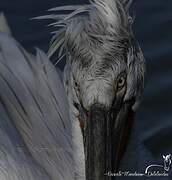 Dalmatian Pelican