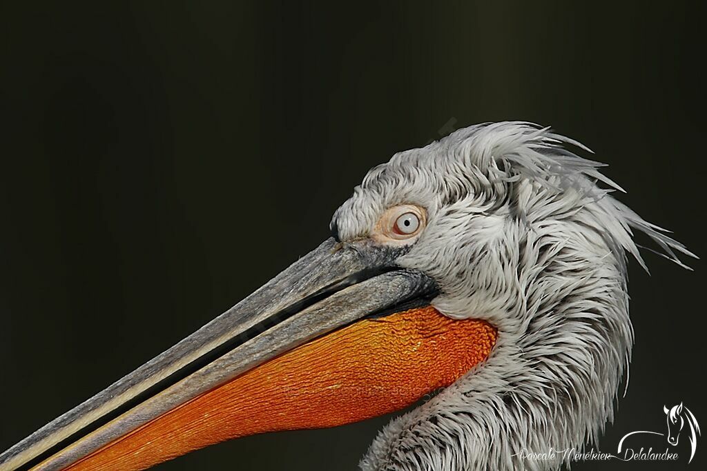 Dalmatian Pelican