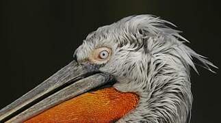 Dalmatian Pelican