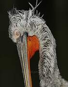 Dalmatian Pelican