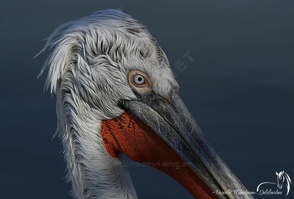 Dalmatian Pelican