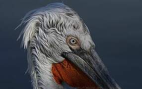 Dalmatian Pelican