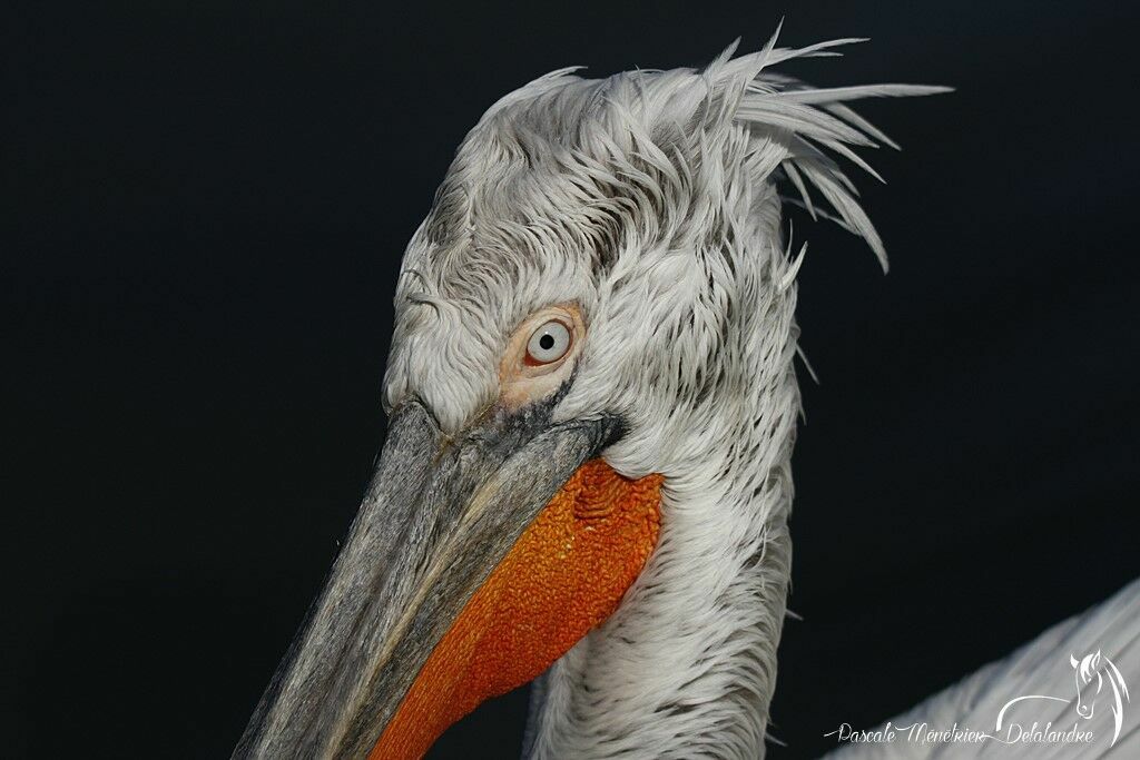 Dalmatian Pelican