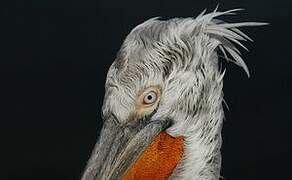 Dalmatian Pelican