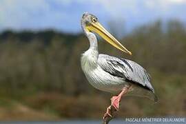 Pink-backed Pelican