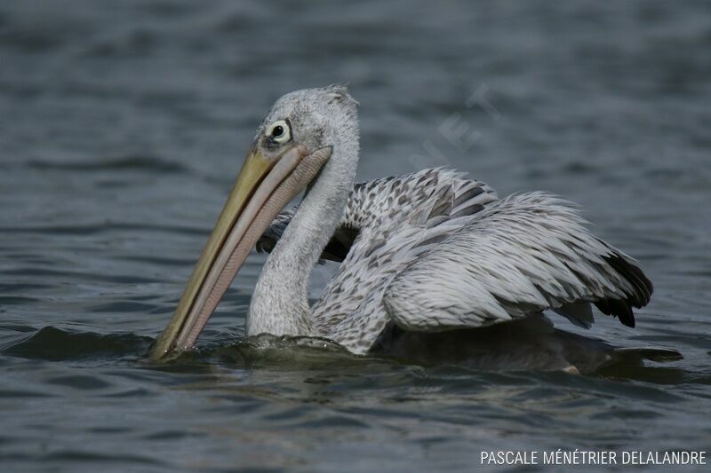 Pélican gris