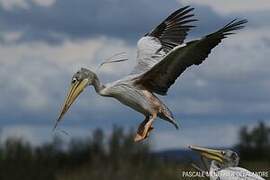 Pink-backed Pelican