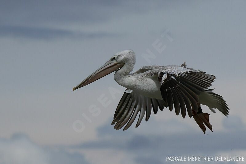 Pink-backed Pelican