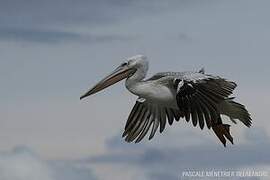 Pink-backed Pelican