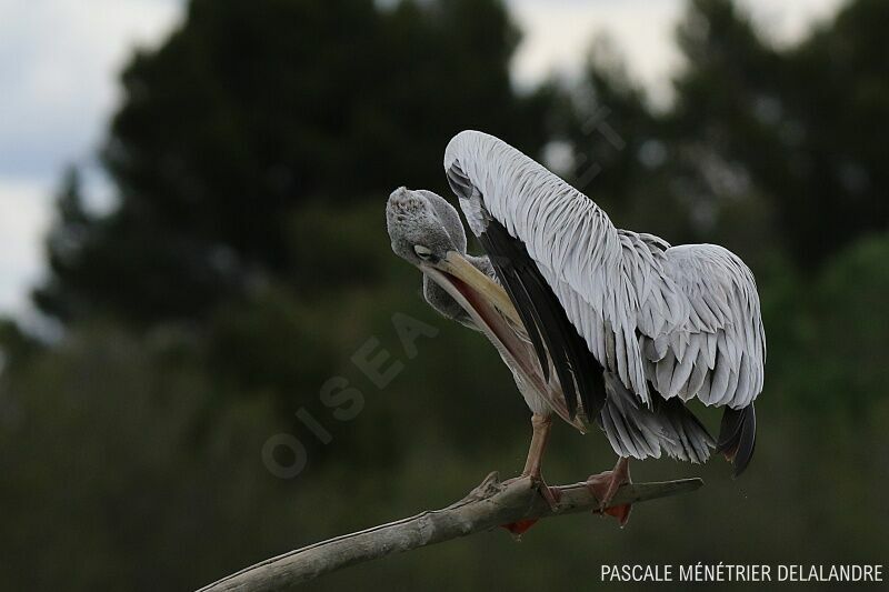 Pélican gris